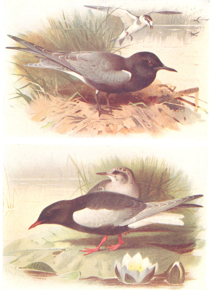 BRITISH BIRDS. Black Tern; White-winged Black Tern. THORBURN 1925 old print